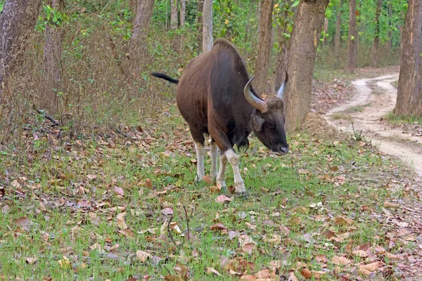 Gaur Wandering Forest Kanha National Park India — Stock Photo, Image