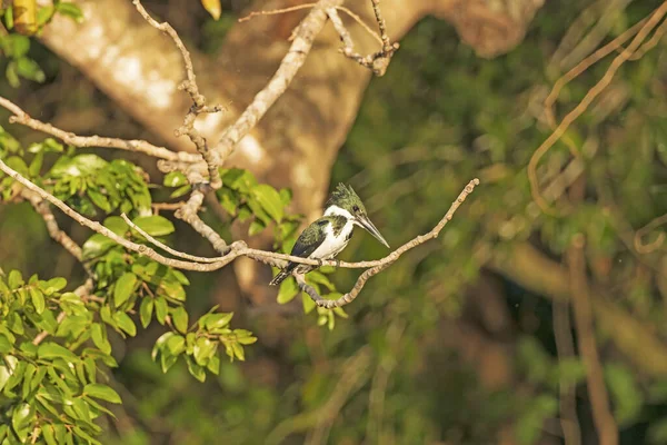 Kingfisher Amazônia Feminina Sentada Uma Árvore Pantanal Brasil — Fotografia de Stock