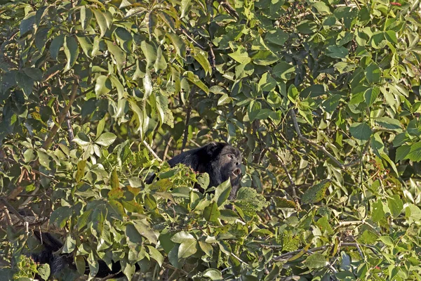 Howler Πίθηκος Hooting Από Δέντρα Στην Pantanal Στη Βραζιλία — Φωτογραφία Αρχείου