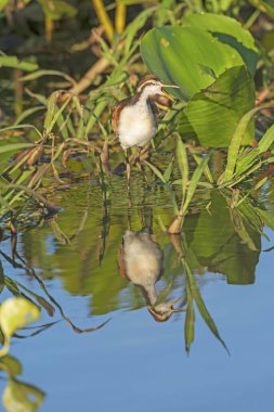Olgunlaşmamış Jacana ve Brezilya 'daki Pantanal' daki yansıması