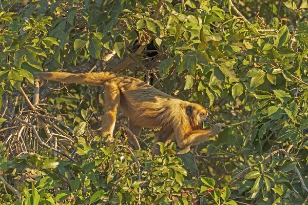 Howler Singe Mâchant Sur Les Feuilles Dans Forêt Dans Pantanal — Photo