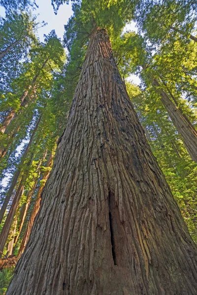 在加利福尼亚Jedidiah Smith Redwood州立公园的Stout Grove中寻找一片海岸红杉 — 图库照片