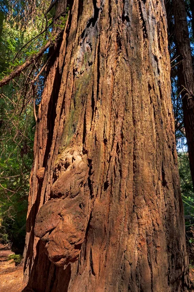 カリフォルニア州レッドウッド国立公園のスタウトグローブの海岸レッドウッドの樹皮の詳細 — ストック写真