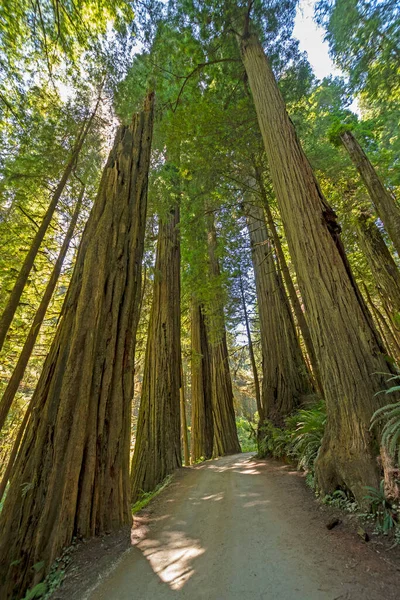 穿越加利福尼亚红杉国家公园红杉林的路 — 图库照片