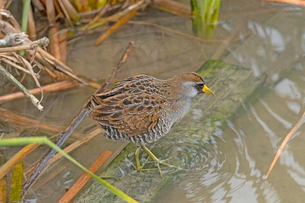 Sora Searching Wetlands Food Port Aransas Birding Center Texas — Stock Photo, Image