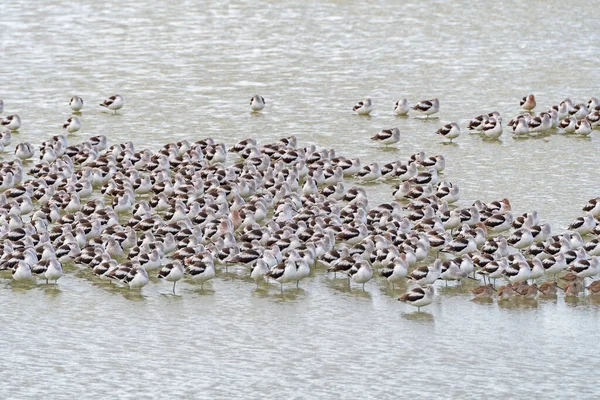Flock Avocets Resting Wetland Port Aransas Birding Center Texas — Stock Photo, Image