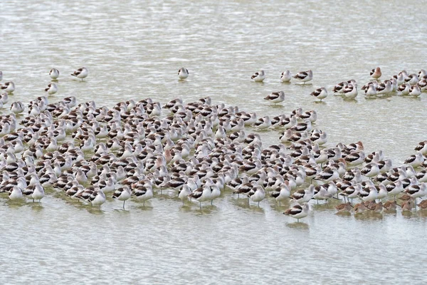 Gregge Avoceti Riposano Una Zona Umida Nel Port Aransas Birding — Foto Stock