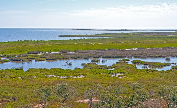 Visão Geral Habitat Whooping Crane Wetlands Aransas National Wildlife Refuge — Fotografia de Stock