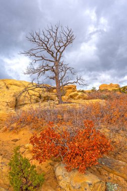 New Mexico 'daki El Malpais Ulusal Anıtı' nın kumtaşı kayalıklarında Bulutlu Gökyüzüne Karşı Dramatik Ağaç