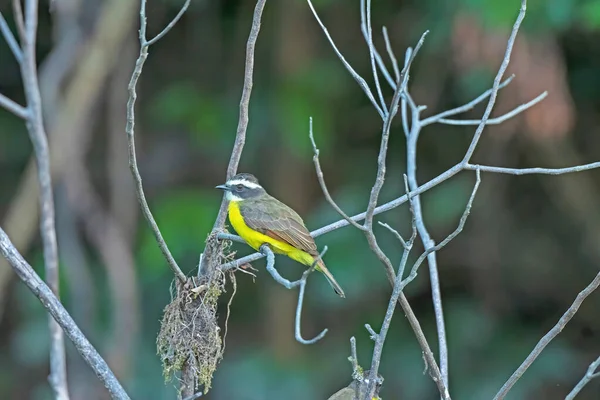 Rusty Margined Flycatcher Flod Vid Teles Pires River Brasilien — Stockfoto