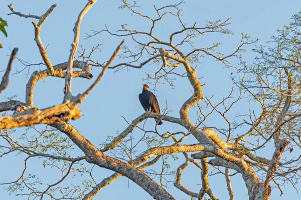 Μεγαλύτερη Yellow Headed Vulture Βράδυ Φως Κοντά Cristalino Lodge Στη — Φωτογραφία Αρχείου