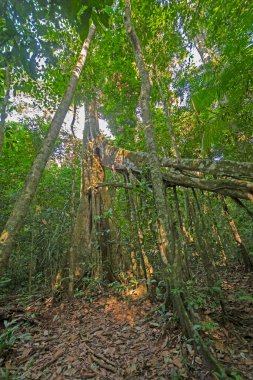 Amazon Yağmur Ormanı Flora Brezilya 'da Cristalino Lodge yakınlarında Güneş altında