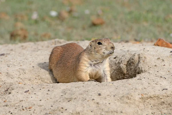 Prairie Dog Looking Out Its Burrow Theodore Roosevelt National Park — Stock Photo, Image