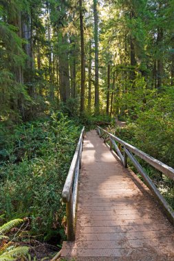 Kaliforniya 'daki Redwood Ormanı' ndaki Redwood Köprüsü. Jedidiah Smith Coastal Redwood Eyalet Parkı.