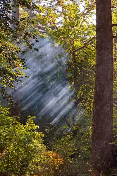 Sunlight Catching Misty Forest Air Del Norte Coastal Redwoods State — Stock Photo, Image