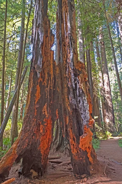 Charred Remains of a Redwood Trunk in Redwood National Park in California
