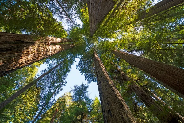 Milieu Des Tours Redwood Dans Parc National Redwood Californie — Photo