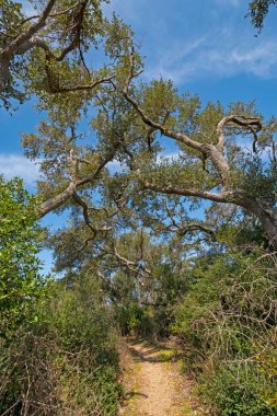 Texas 'taki Aransas Ulusal Widllife Refuge' daki Live Oaks arasında uzak patika