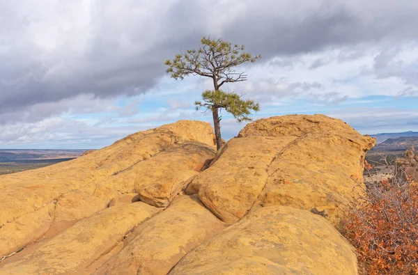 Lone Tree Growing in a Sandstone Bluff in El Malpais National Monument in New Mexico
