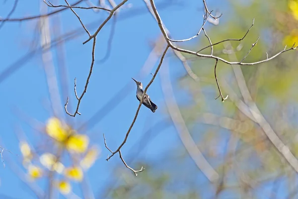 Colibrí Jacobino Cuello Blanco Hembra Amazonas Cerca Alta Floresta — Foto de Stock