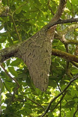 Amazon 'da Alta Floresta, Brezilya yakınlarındaki bir yağmur ormanında termit yuvası