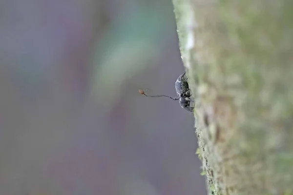 Zombie Beetle Attacked Fungus Rainforest Alta Floresta Brazil — Stock Photo, Image