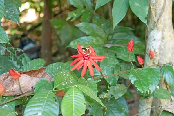 Όμορφη Αγριολούλουδα Στο Τροπικό Δάσος Του Αμαζονίου Κοντά Alta Floresta — Φωτογραφία Αρχείου