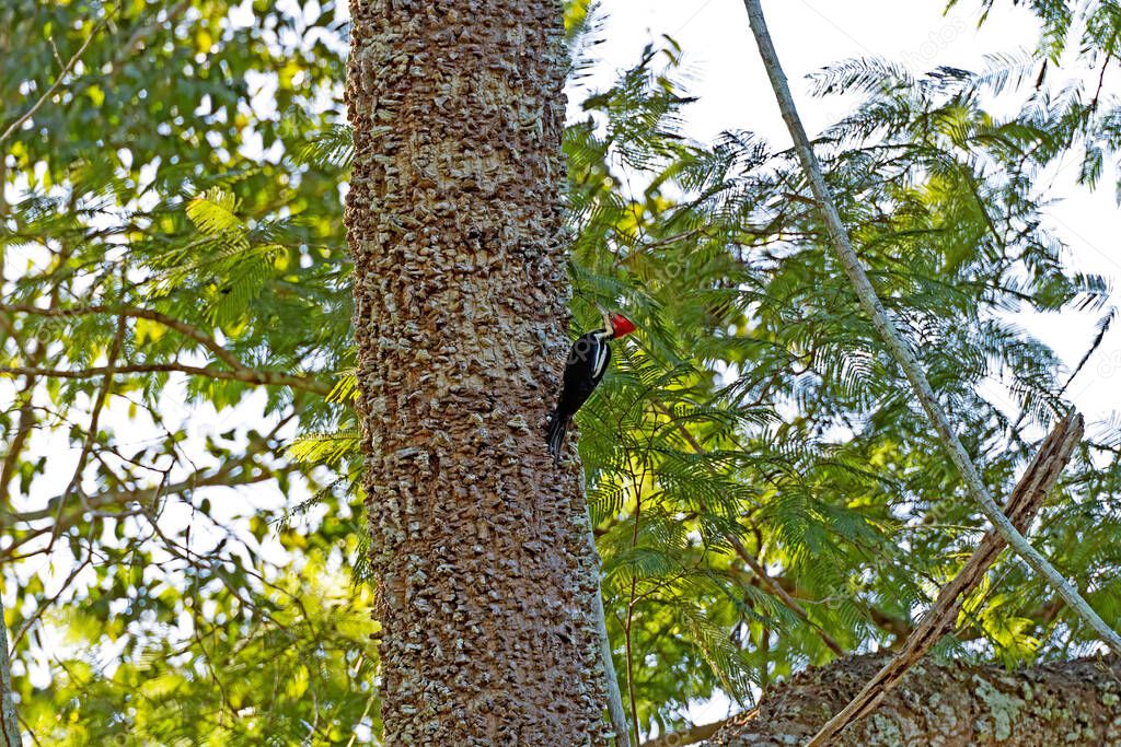 Female Crimson Crested Woodpecker in the Amazon Rainforest near Alta Floresta, Brazil