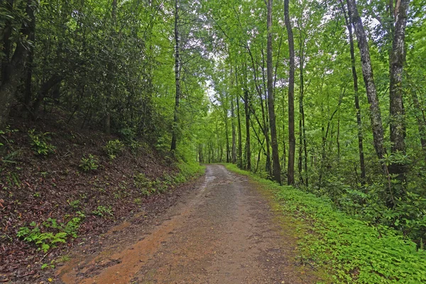 Szlak Deszczowy Górach Wiosną Wielkich Smoky Mountains Północnej Karolinie — Zdjęcie stockowe