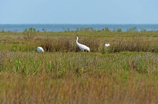 Spökranen Våtmarken Längs Gulfkusten Aranasas National Wildlife Refuge Texas — Stockfoto