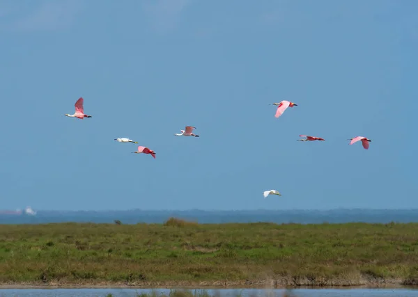 Voo Egrets Colheres Sobre Costa Golfo Refúgio Nacional Vida Selvagem — Fotografia de Stock