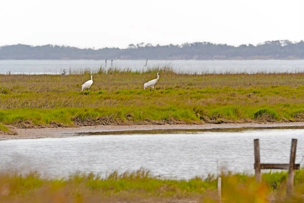 Uppfödning Par Whooping Tranor Utfodring Våtmark Aransas National Wildlife Refuge — Stockfoto