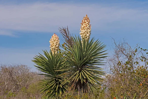 Yucca Fleurit Début Printemps Dans Réserve Nationale Faune Aransas Texas — Photo