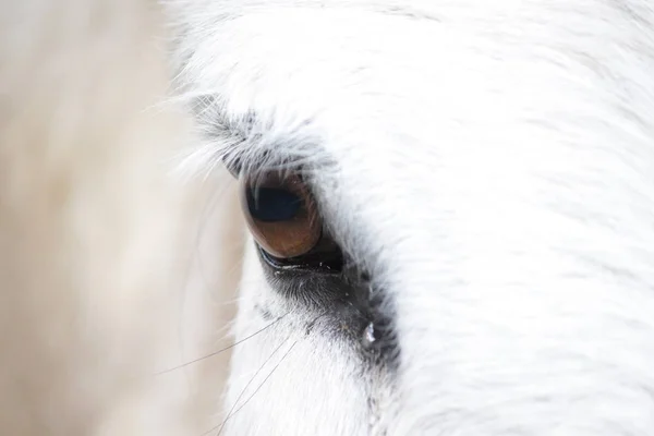 At gözü yakın plan.