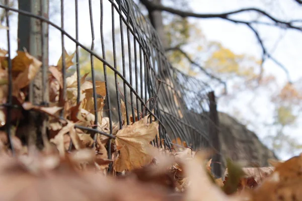 Central Park 'taki yapraklı zemin