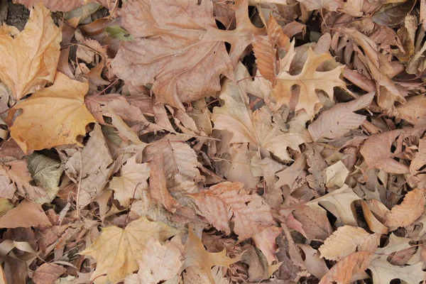 Sonbahar yaprakları yerde.