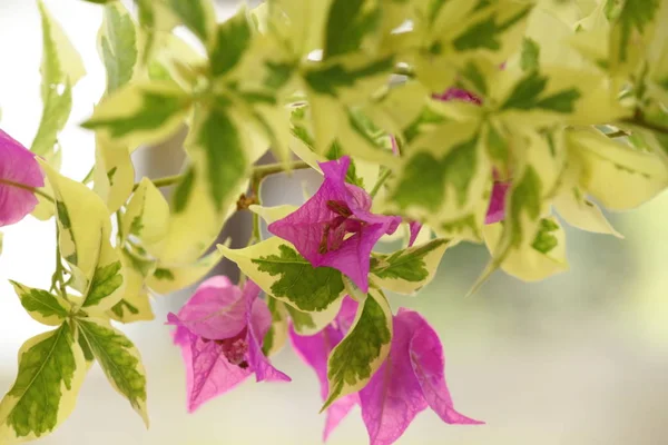 Yaprakların ve pembe çiçeklerin yakın çekimi