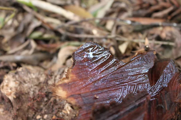 ormandaki Ağaç kesme