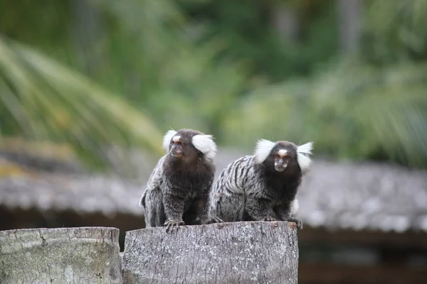 Çitin üzerinde bir kupa beyaz marmoset.