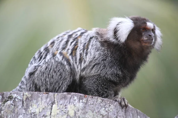 Çitin üzerinde beyaz ipekli marmoset