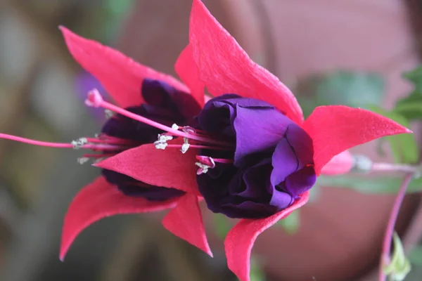 Pembe ve mor çiçekleri yakın plan