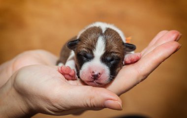 sevimli köpek yavrusu alçaklık