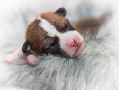 sevimli köpek yavrusu alçaklık