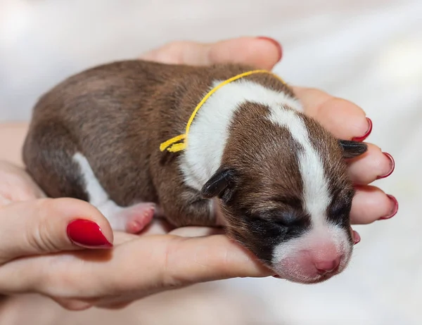 sevimli köpek yavrusu alçaklık