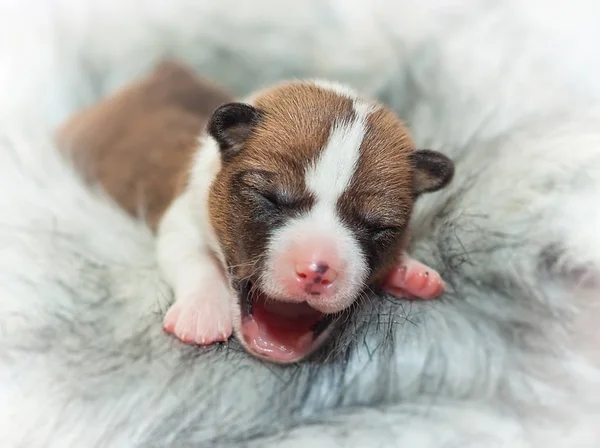 Schattige hond pup basenji — Stockfoto