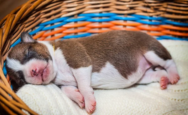 Schattige hond pup basenji — Stockfoto