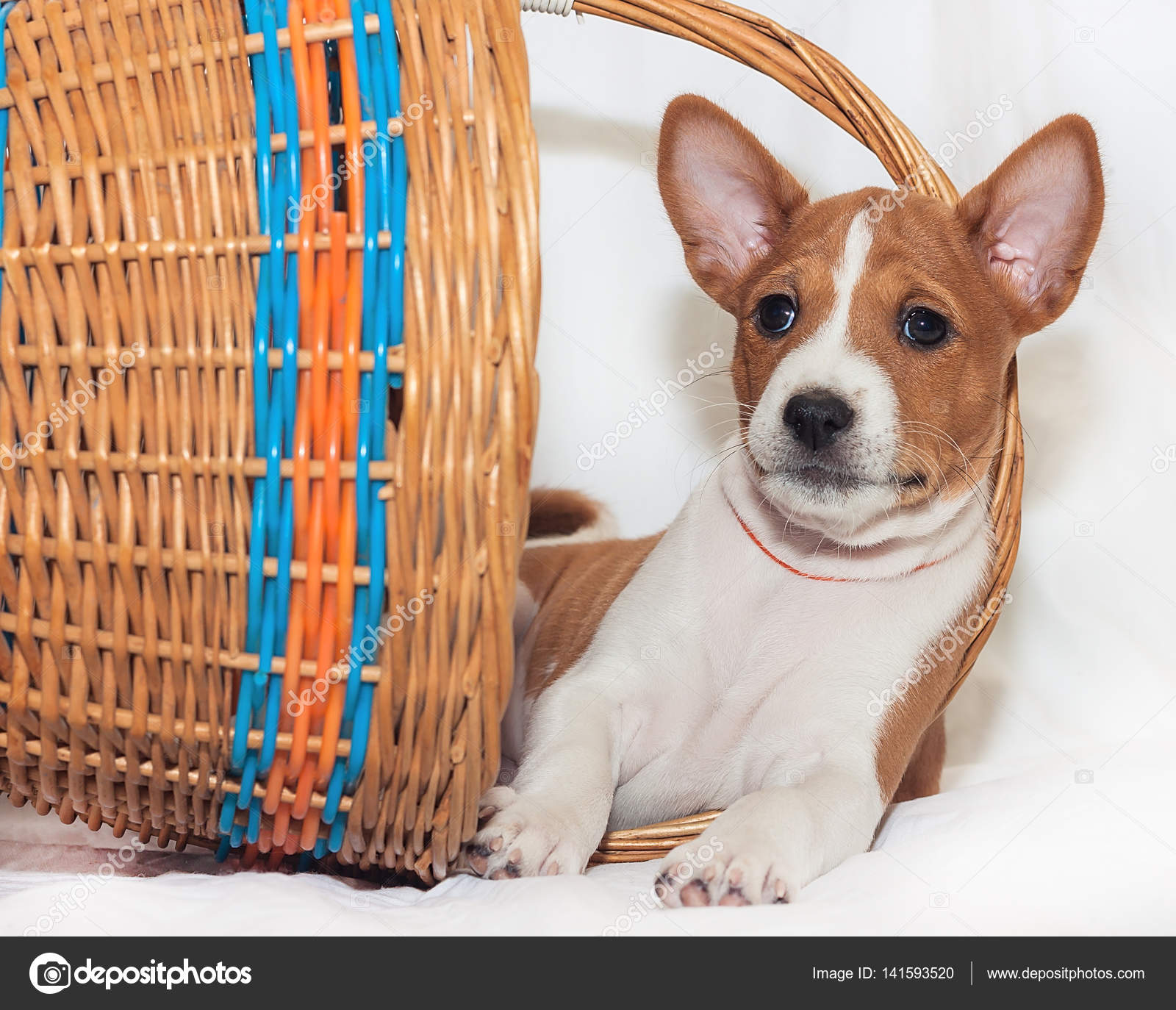 23+ Puppy Basenji