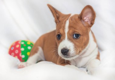 Afrika köpek doğurmak alçaklık kabuk değil güzel, şirin yavru köpekleri