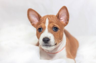 Afrika köpek doğurmak alçaklık kabuk değil güzel, şirin yavru köpekleri