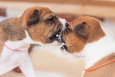 Afrika köpek doğurmak alçaklık kabuk değil güzel, şirin yavru köpekleri